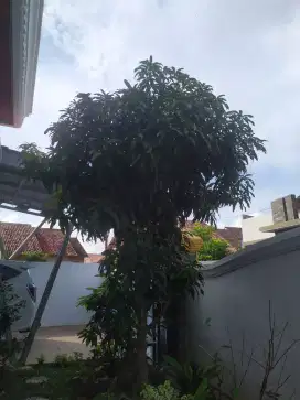 Pohon mangga murah