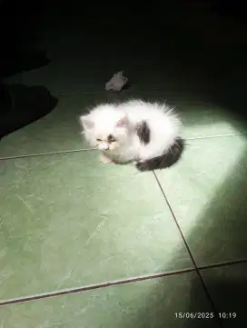 ANAK KUCING PERSIA