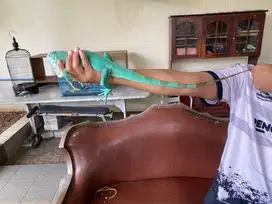 Iguana blue atau biru