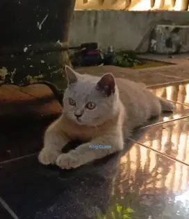Kucing BSH British Shorthair Lilac Jantan 3 bulan Parent Ped