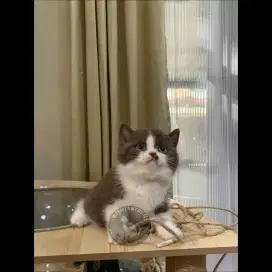 Kucing Bsh (Kitten)