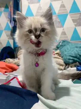 Kucing Kitten Himalaya