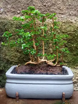 Bonsai Sancang The Max Bunjin