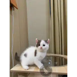 Kucing Bsh (Britishshorthair Kitten)
