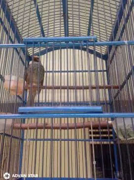 CucakRowo Rawa Rowo Dewasa Gacor Suara Mantap