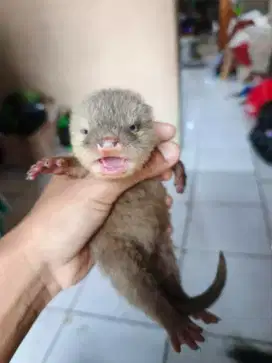 BABY OTTHHEERR LUCU