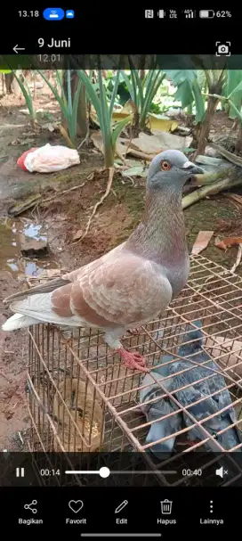 Merpati kolongan