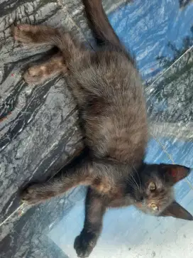 Kitten maincoon 2 bln nonped sehat