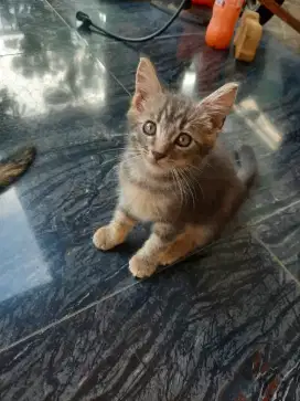 Kitten maincoon 2 bln nonped sehat
