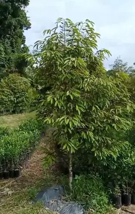 Kebun Duren,Alpuket,Mangga Rajagaluh majalengka