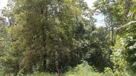 Murah Kebun Manggis Produktif LT 2H