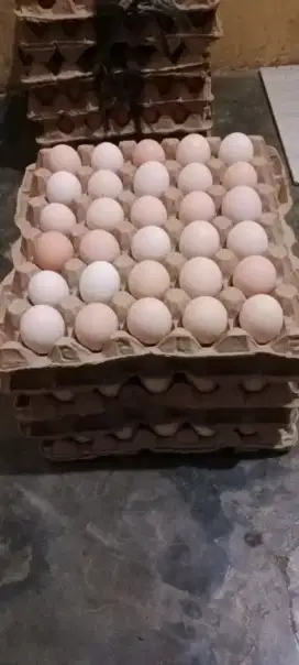 Telur ayam kampung