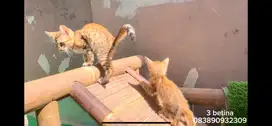 Kitten betina totol ada 2