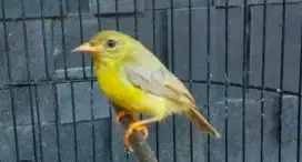 Burung manggar betina gacoran