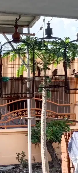 Burung Trucuk lokal gacoran