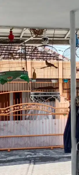 Amunisi burung Trucuk kebo mantan lomba kaki nyisik bekas kudangan