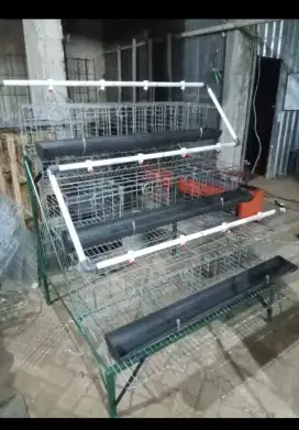 KANDANG GALVANIS AYAM PETELUR DAN AYAM BANGKOK