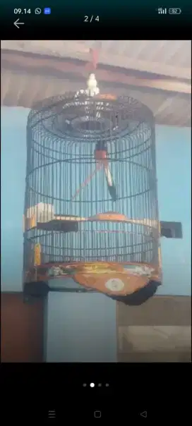 Burung murai prestasi an.