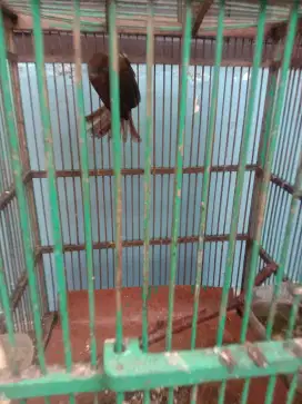 Jual burung kapas tembak (kaltem)