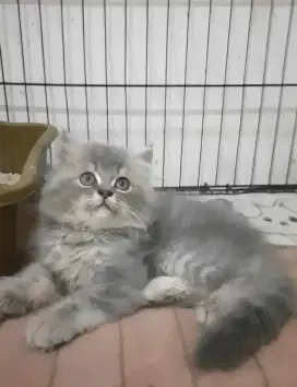 Persia flatnose jantan