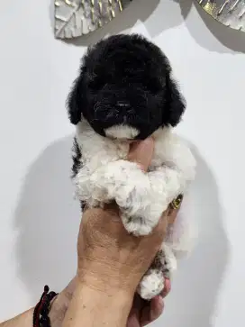 Anakan Poodle Jantan party Murahh