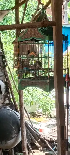 Burung Trucuk kebo gacoran