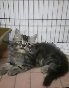 Kucing persia betina