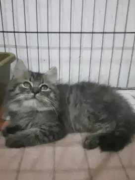 Kucing persia betina