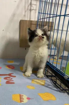 Kitten persia Jantan