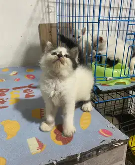 Kitten persia betina
