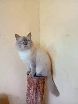 Kucing Himalaya jantan