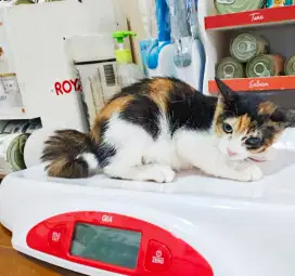Kitten Calico - Anak Kucing