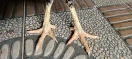 Jual biang bangkok