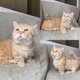 Munchkin BSH British Shorthair Golden