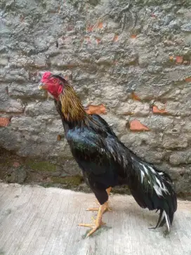 Ayam Bangkok Klasik
