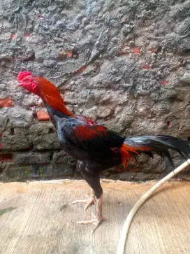 Ayam Bangkok Klasik