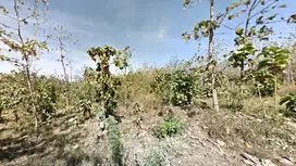 Tanah Hutan 1,5 ha di Plandaan, Jombang