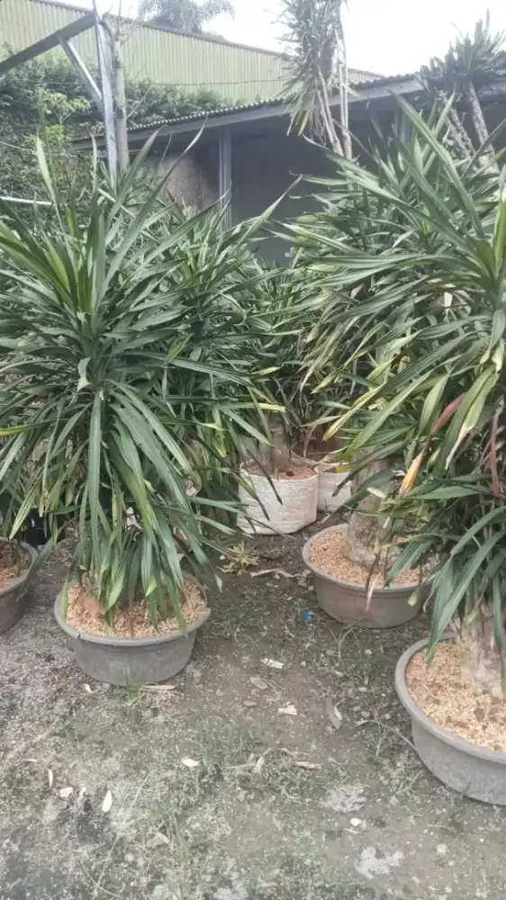 Menanam tanaman hias