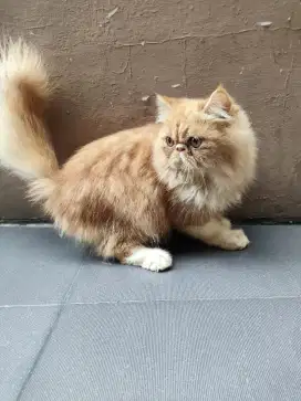 Persian Peaknose All Jantan Male Bukan Ragdoll Maine Coon Munchkin