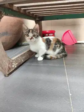 Munchkin Betina Line Bambino Bukan Dwelf Levkoy Ragdoll Persian Cebol