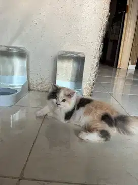 Kitten Persia Medium big bone