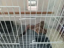 Di Jual Suger Glider 2 Ekor Jantan Plus Kandang