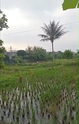 Tanah basah/bekas sawah Leuwiliang