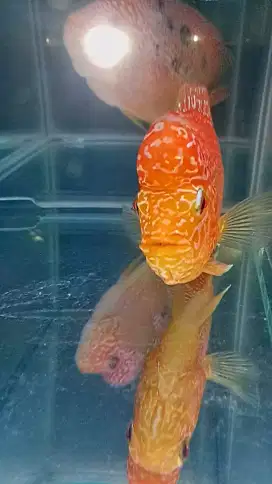 Louhan golden base kamfa