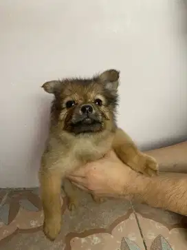 Anjing pom shitzu