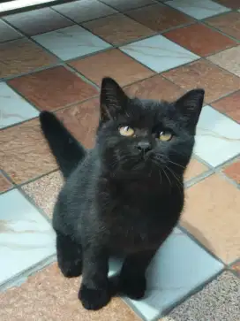 Bsh black betina