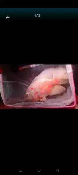 Ikan Oscar albino Tiger