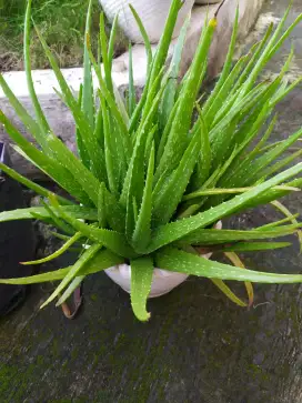 Bibit Lidah Buaya | Jual Bibit Lidah Buaya Aloevera