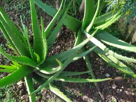 Pelepah Dewasa Lidah Buaya | Aloevera
