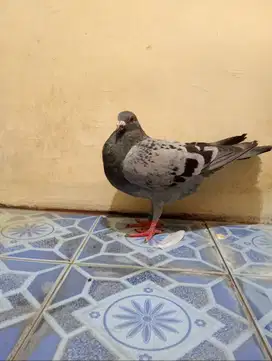 Burung dara pos